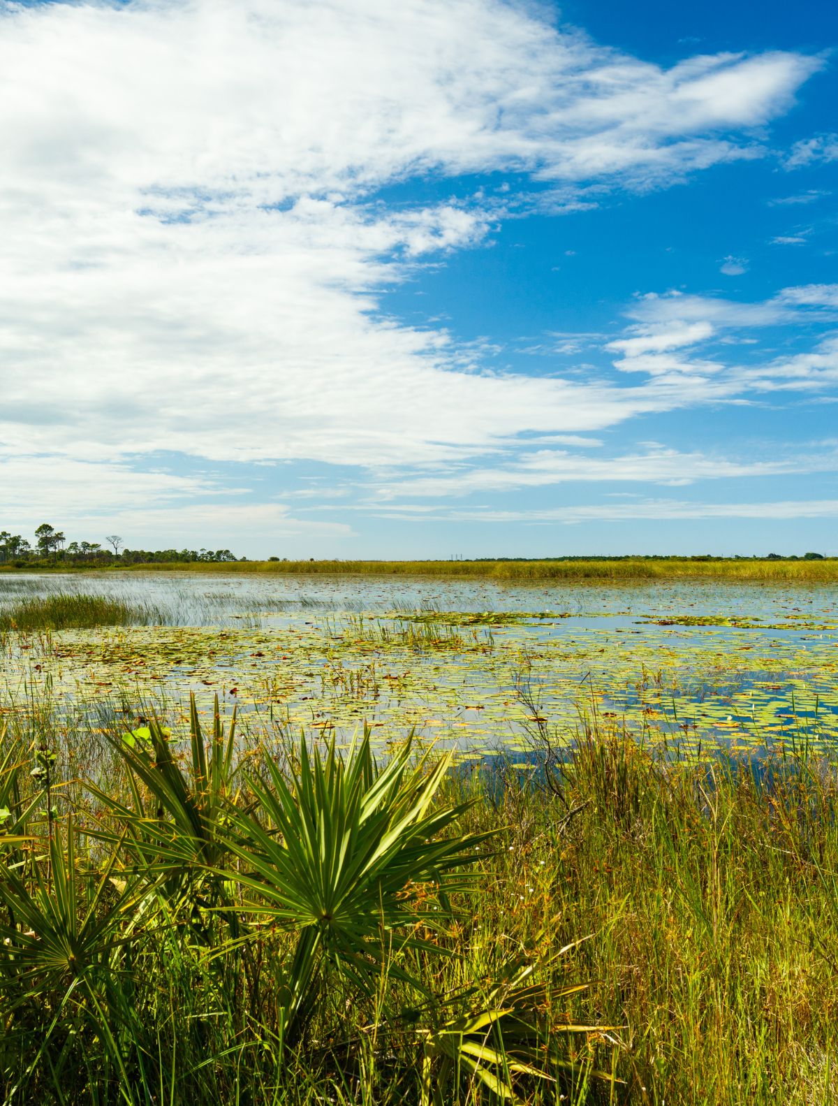 1 florida swamp